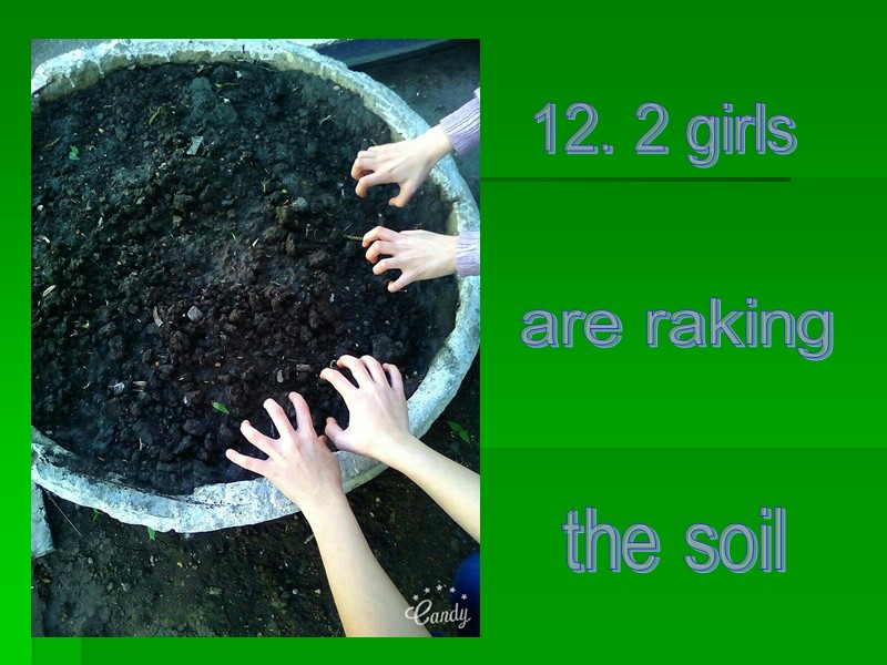 12. 2 girls are raking the soil